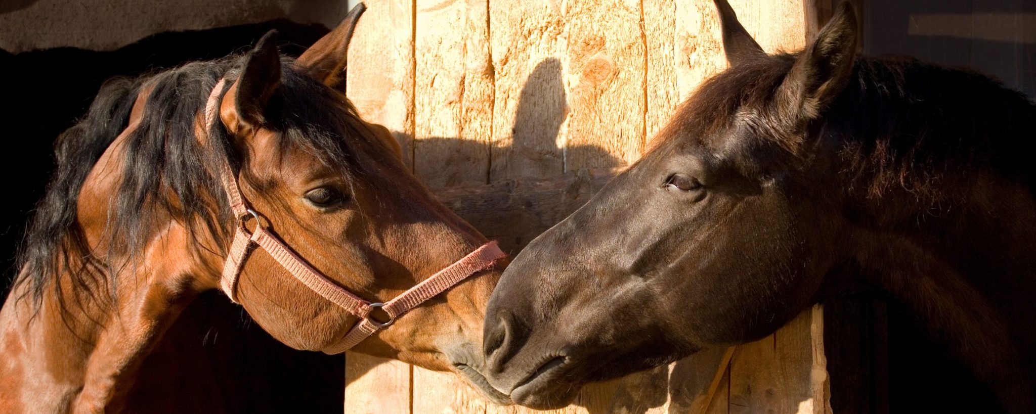 Equine Herpes Virus 1 Leah Grange Blog